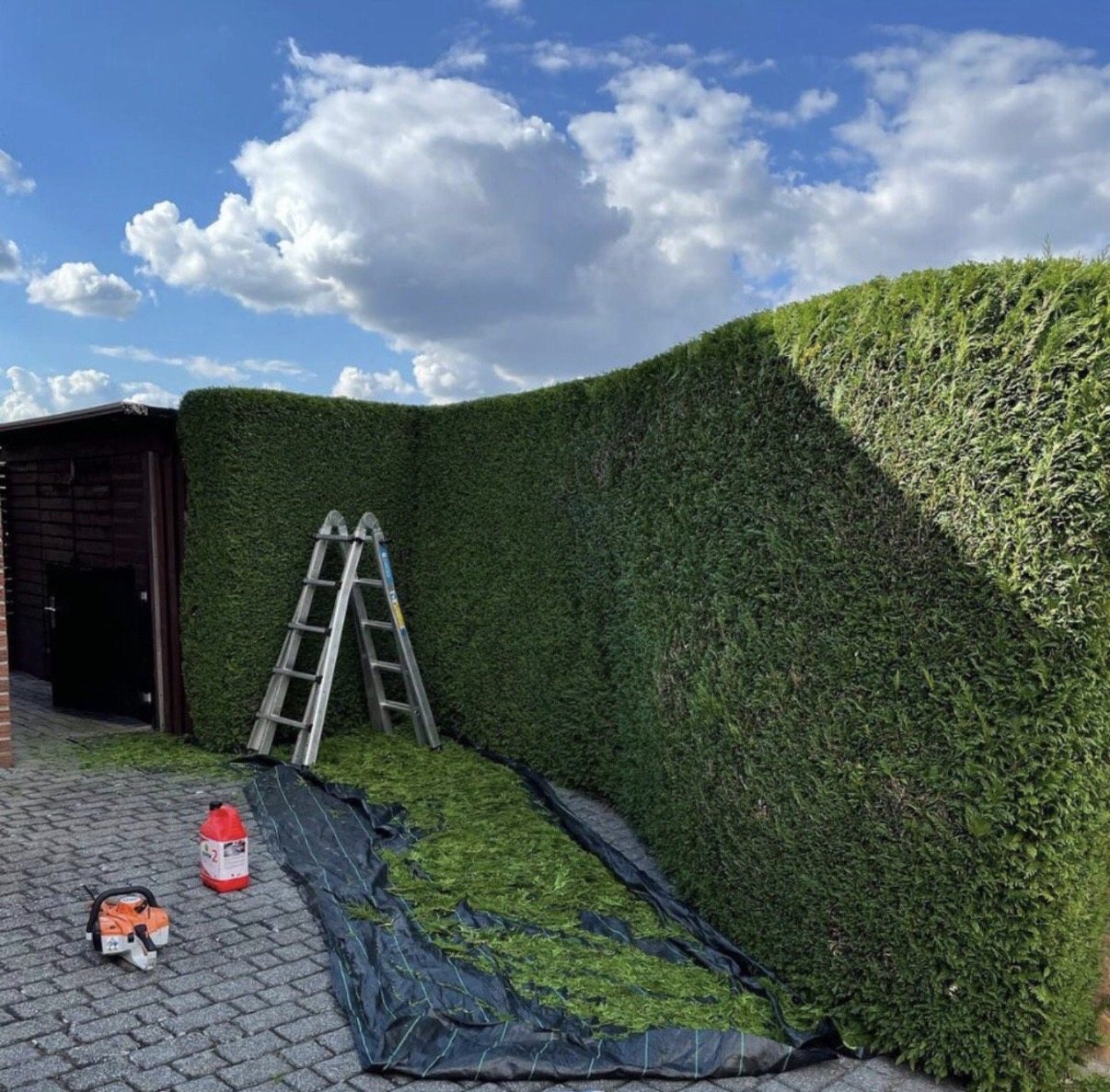 Frisch geschnittene, exakt geformte Thuja-Hecke mit Leiter und Grünschnitt auf Plane